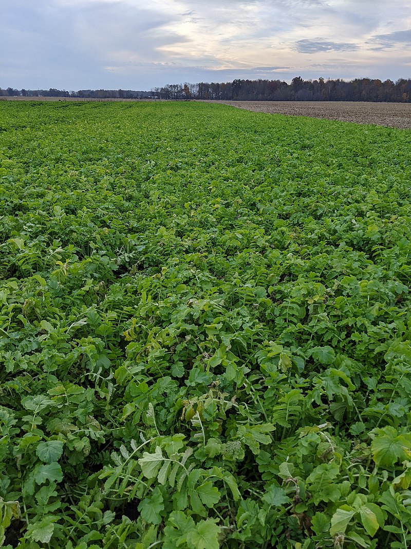Cover crops