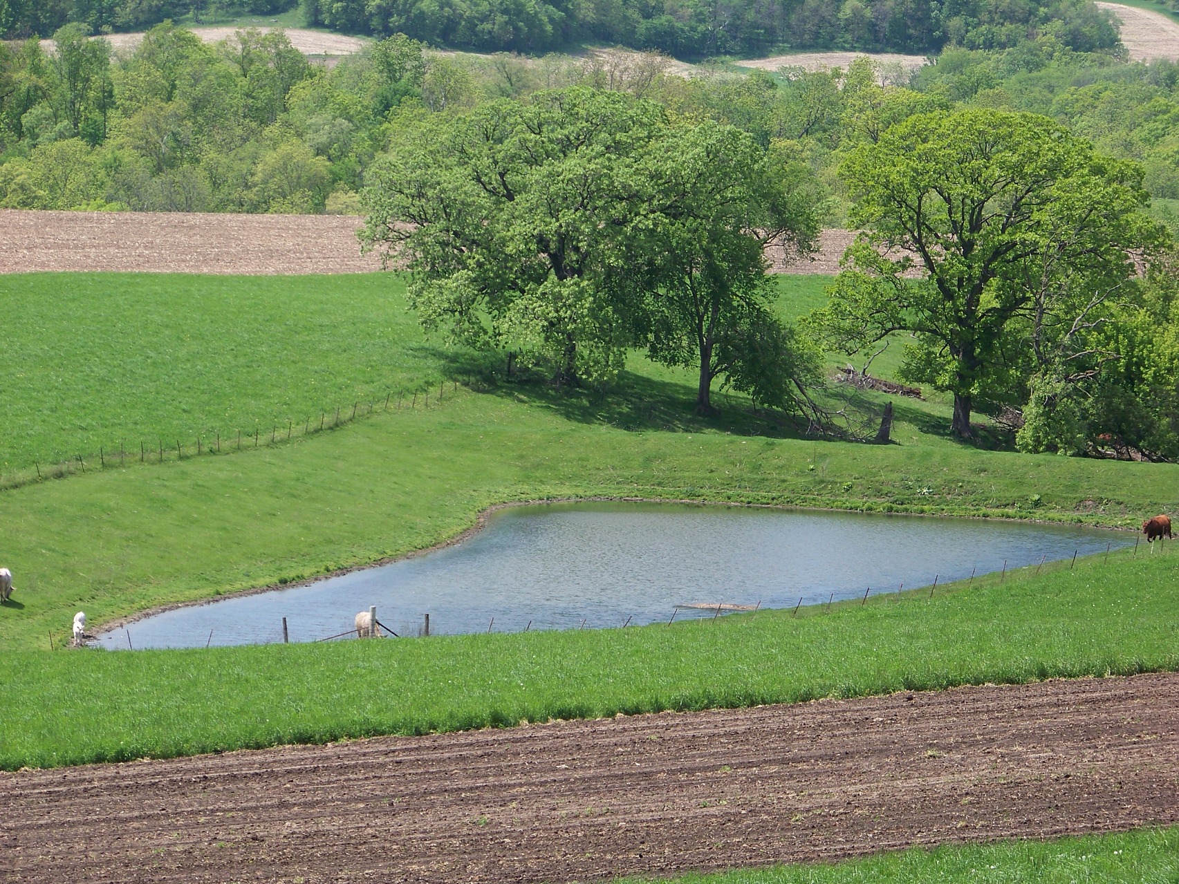 Example of a grade stabilization structure