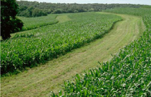Example of contour buffer strip
