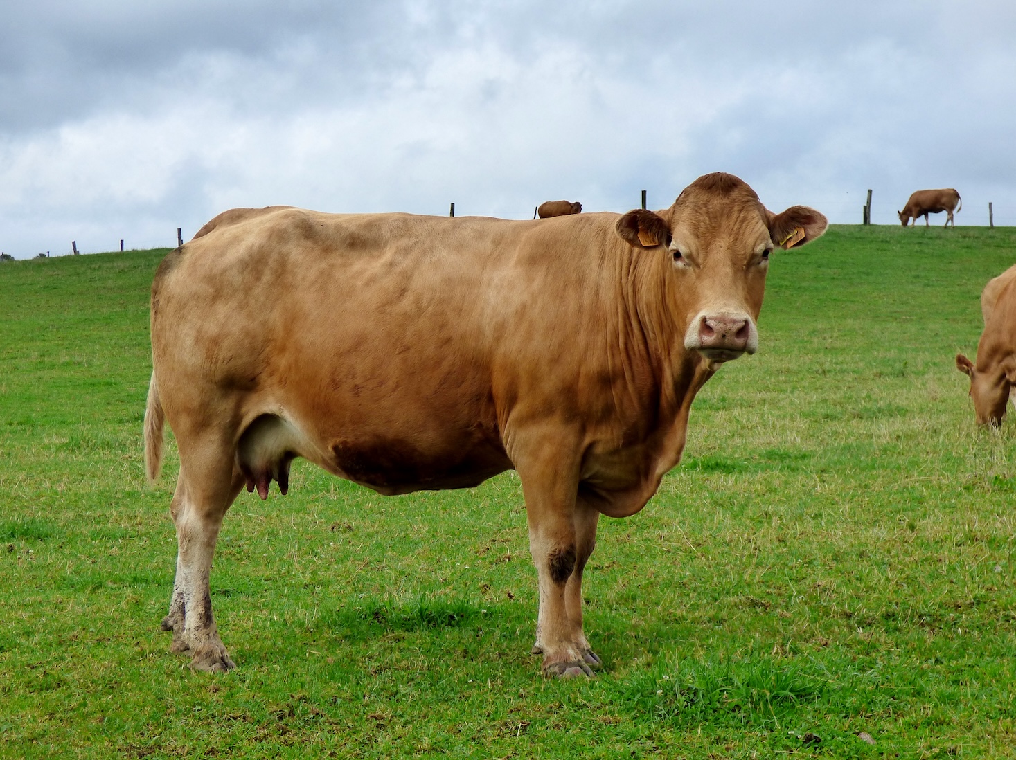 A cow grazing can be moved from field to field.