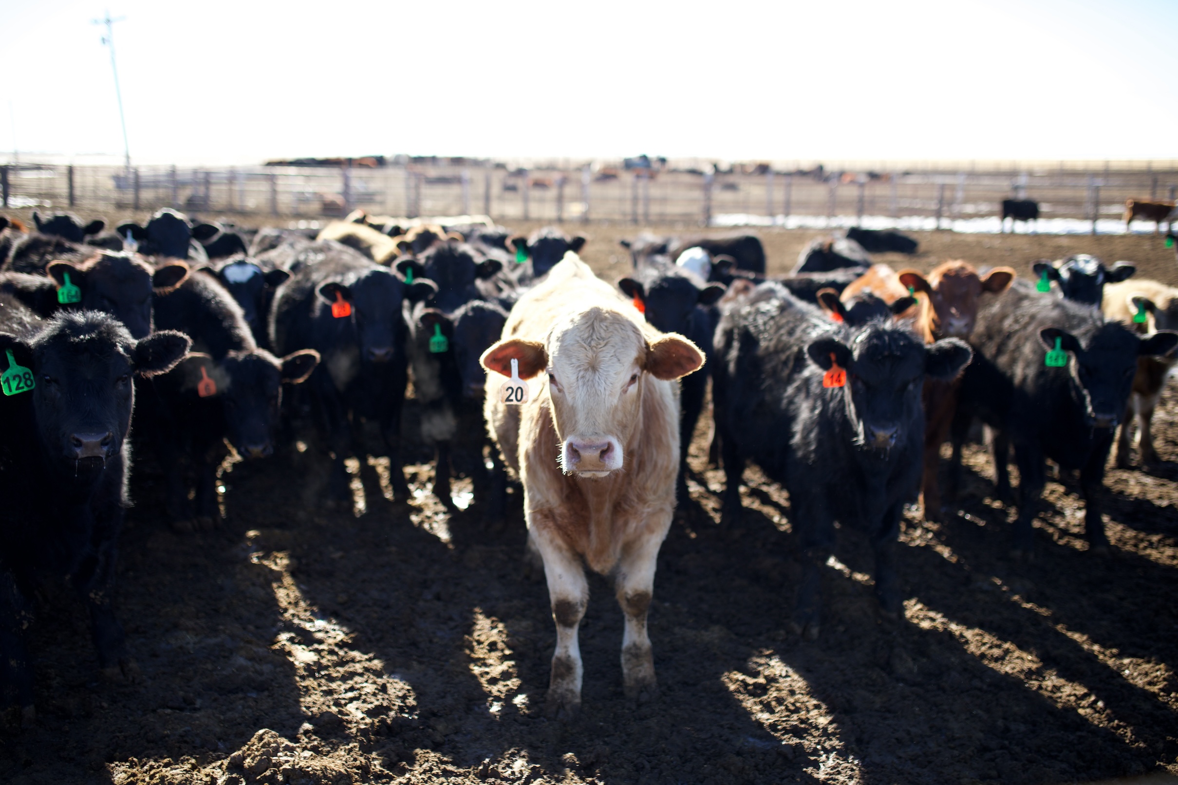 Cows in a feedlot.